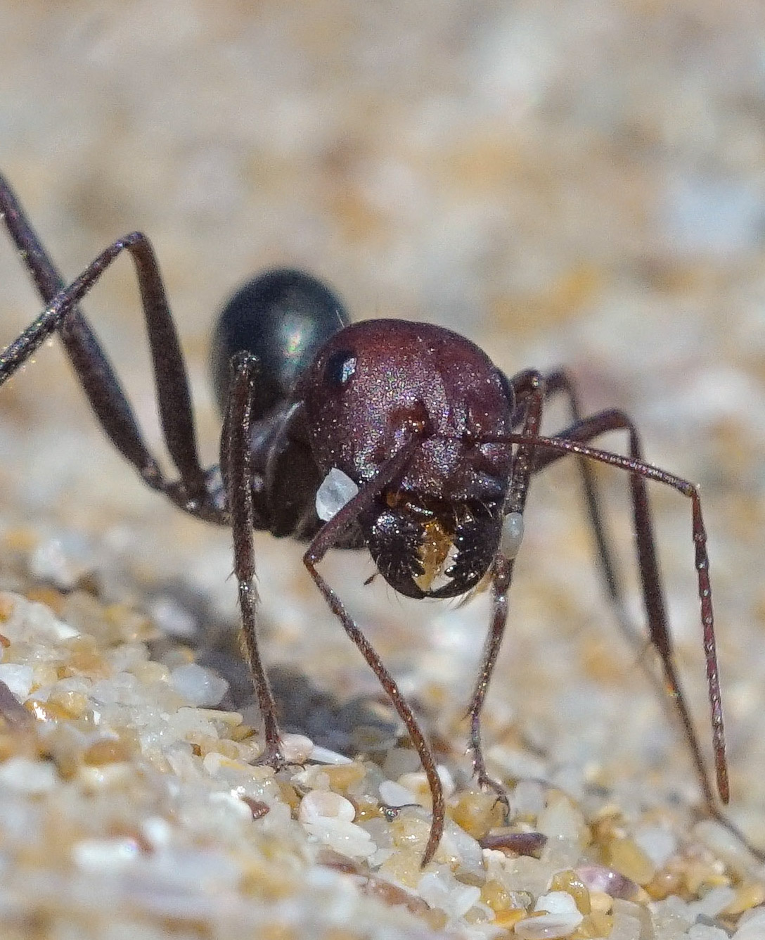 Пляжный муравей,  Болгария 