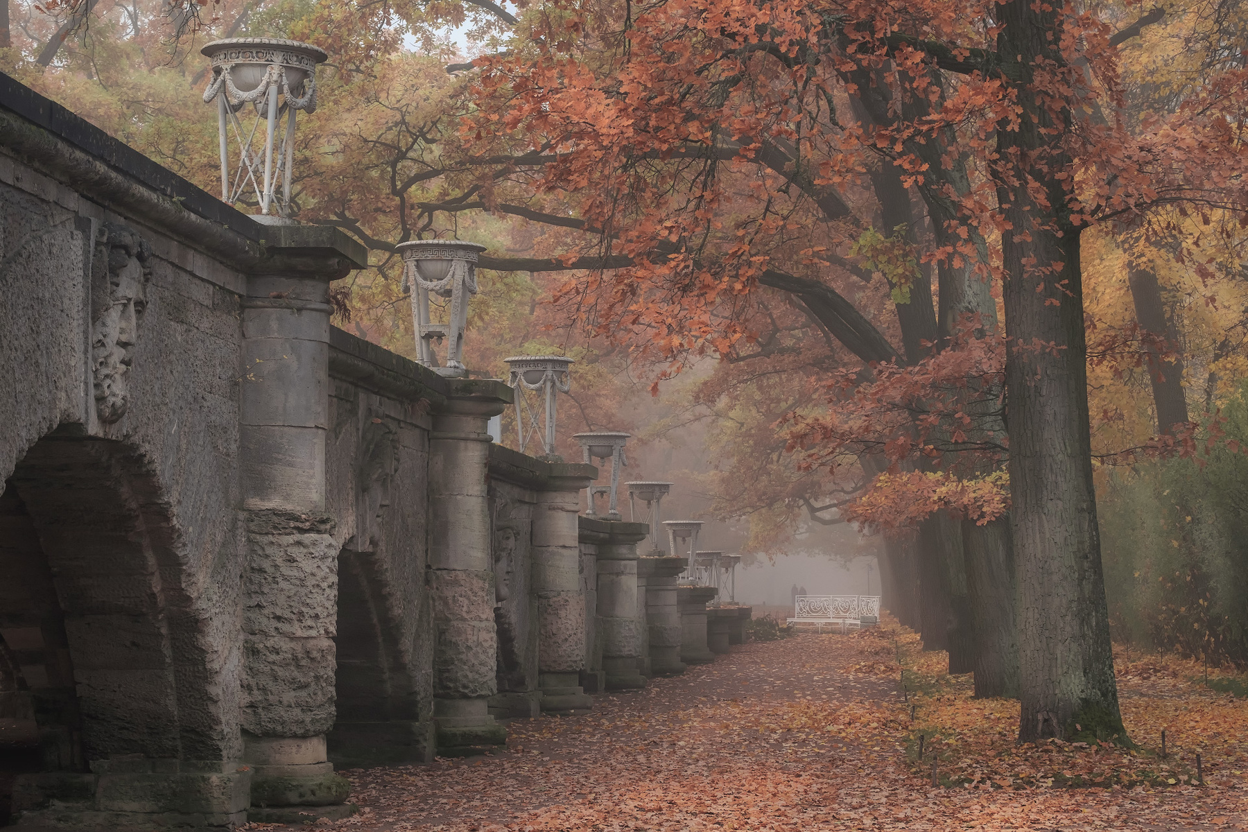 Туманное утро в Екатерининском парке пушкин царское село туман парк осень аллея октябрь золотая листопад утро рассвет
