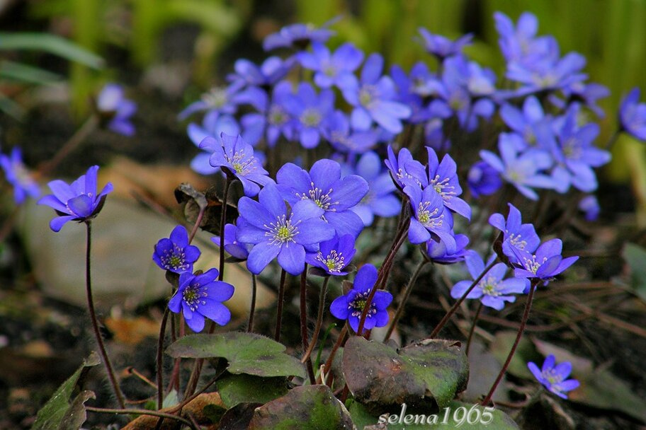 *** природа флора цветы весна