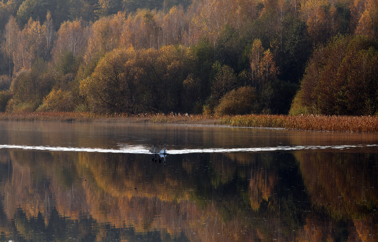 *** октябрь озеро отражение лебеди