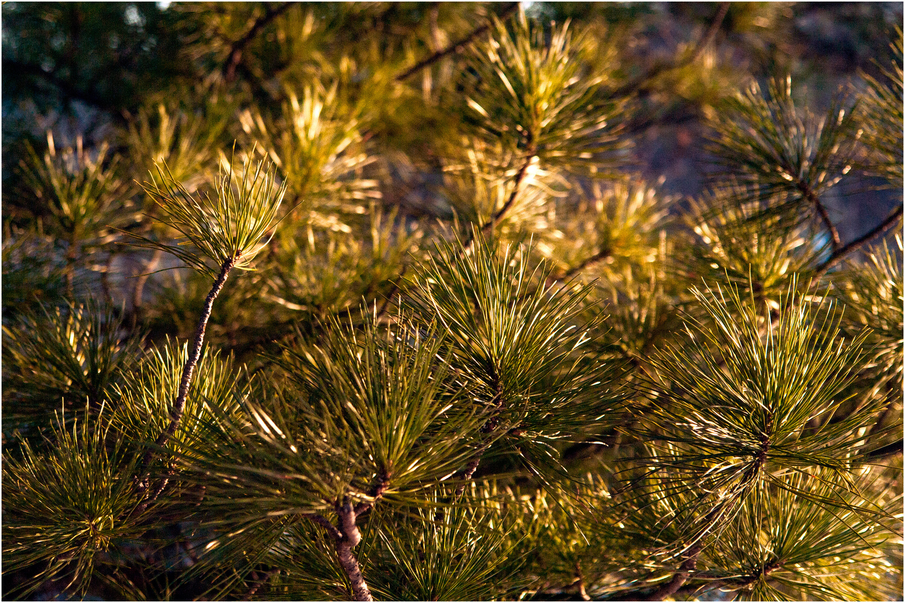 Заблудилось вечернее солнышко средь иголочек острых, зелёненьких... Хакасия природа весна кедр дерево солнце mamanna2007