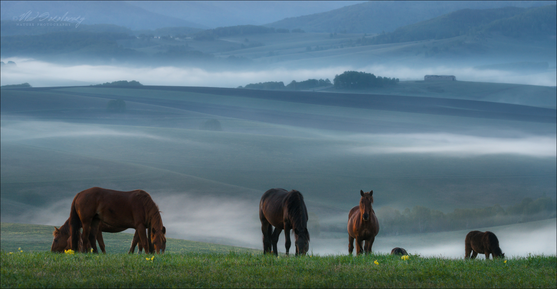 "Ходят кони ...", v.II Алтай утро лето