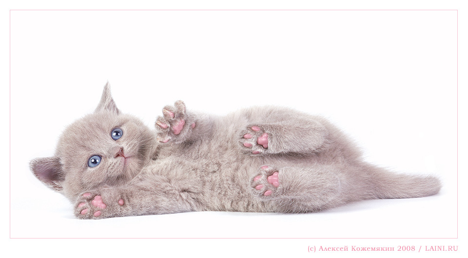 розовые пятки :) британский котенок розовые пятки голубые глаза