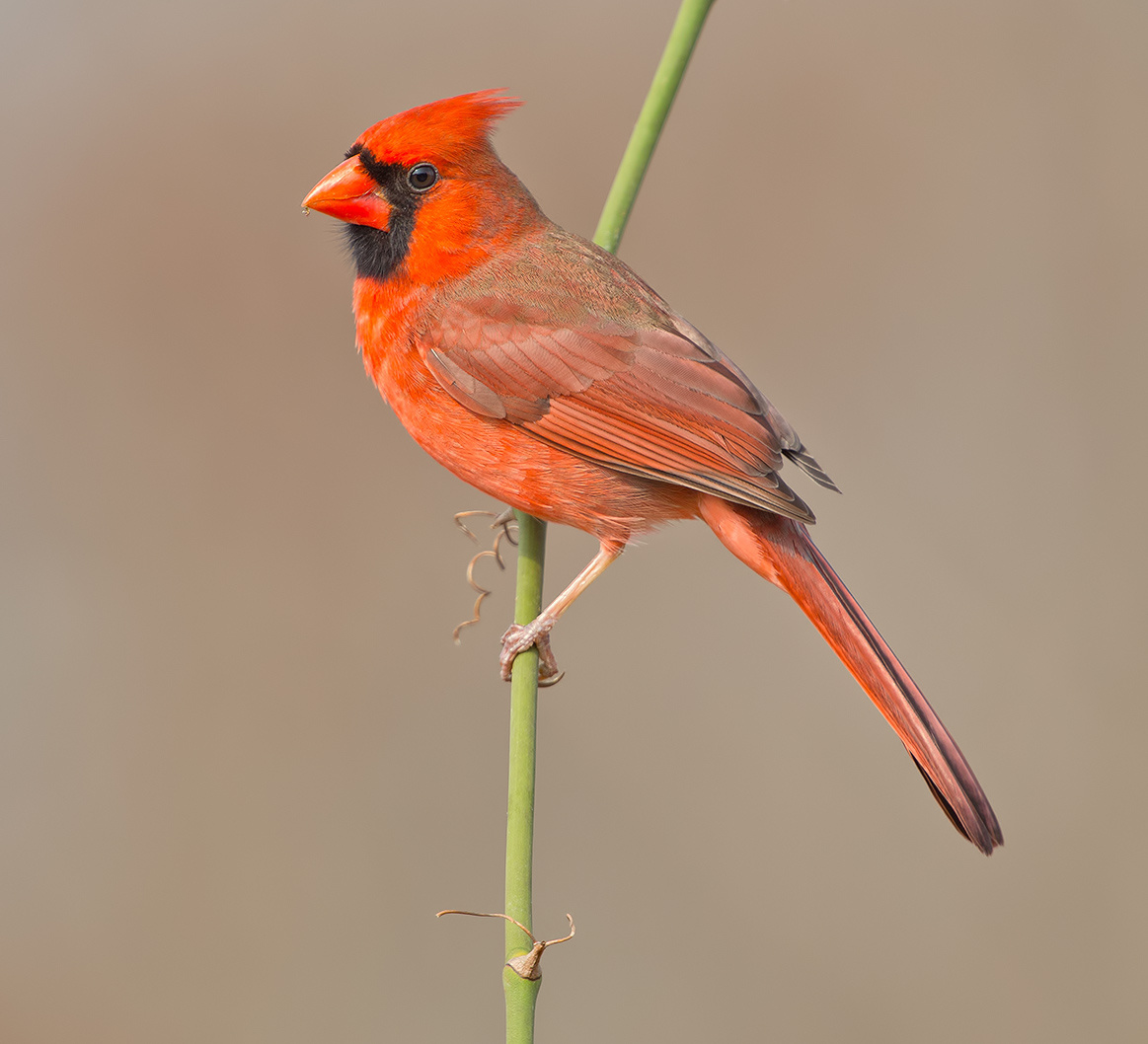 Northern Cardinal male - Красный кардинал самец 