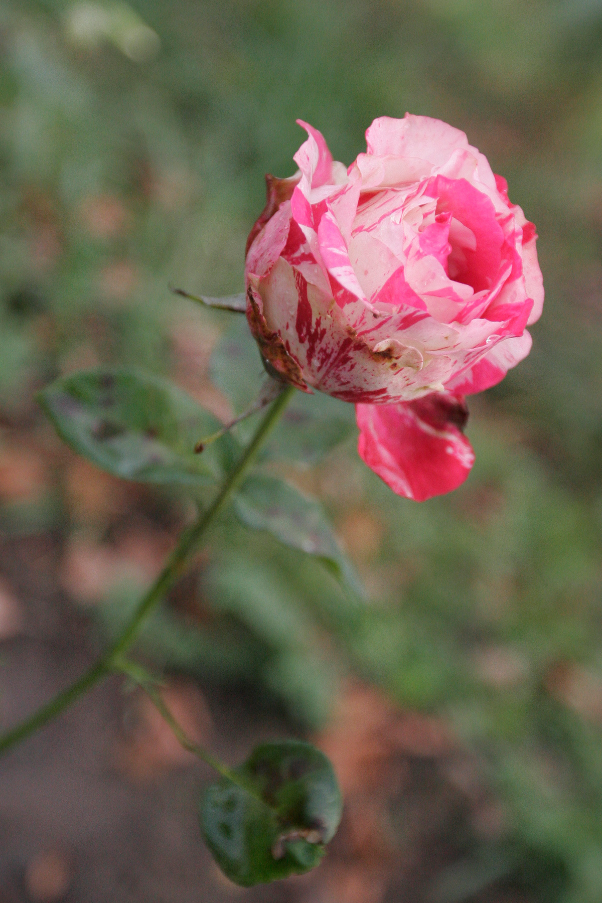 Поздняя роза.(2) 