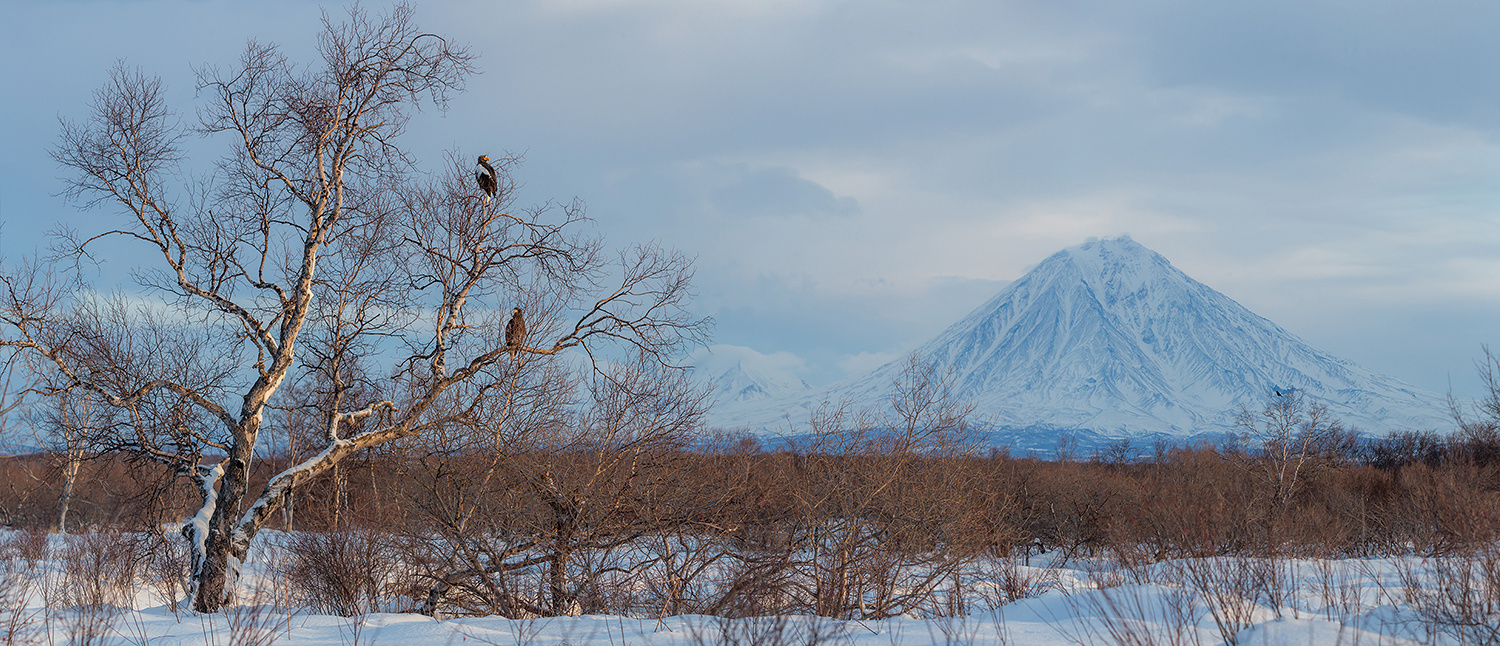 На страже вулкана камчатка орел природа путешествие фототур пейзаж зима