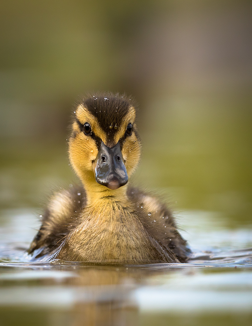 Duckling 