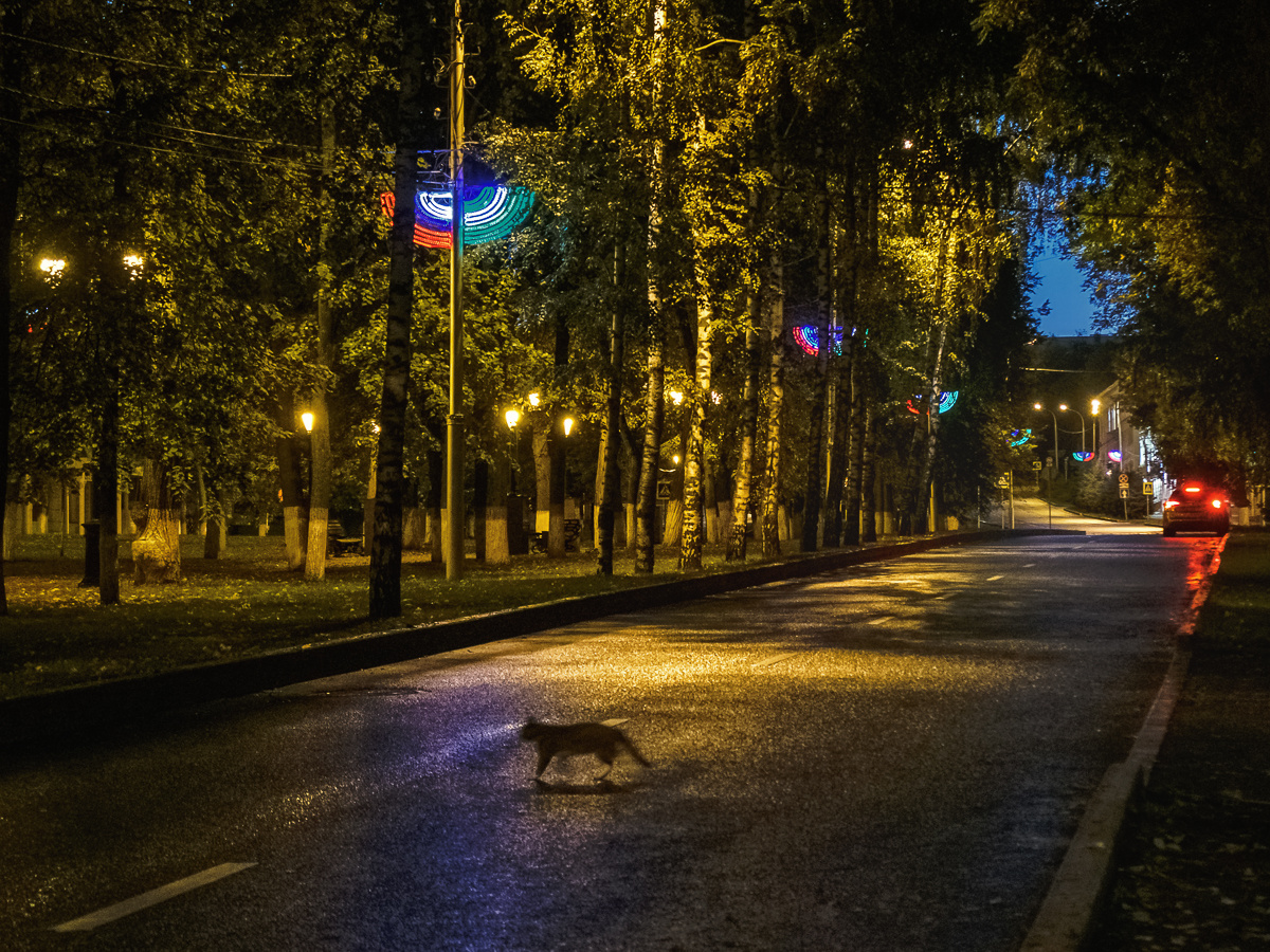 *** ночь улица кошка
