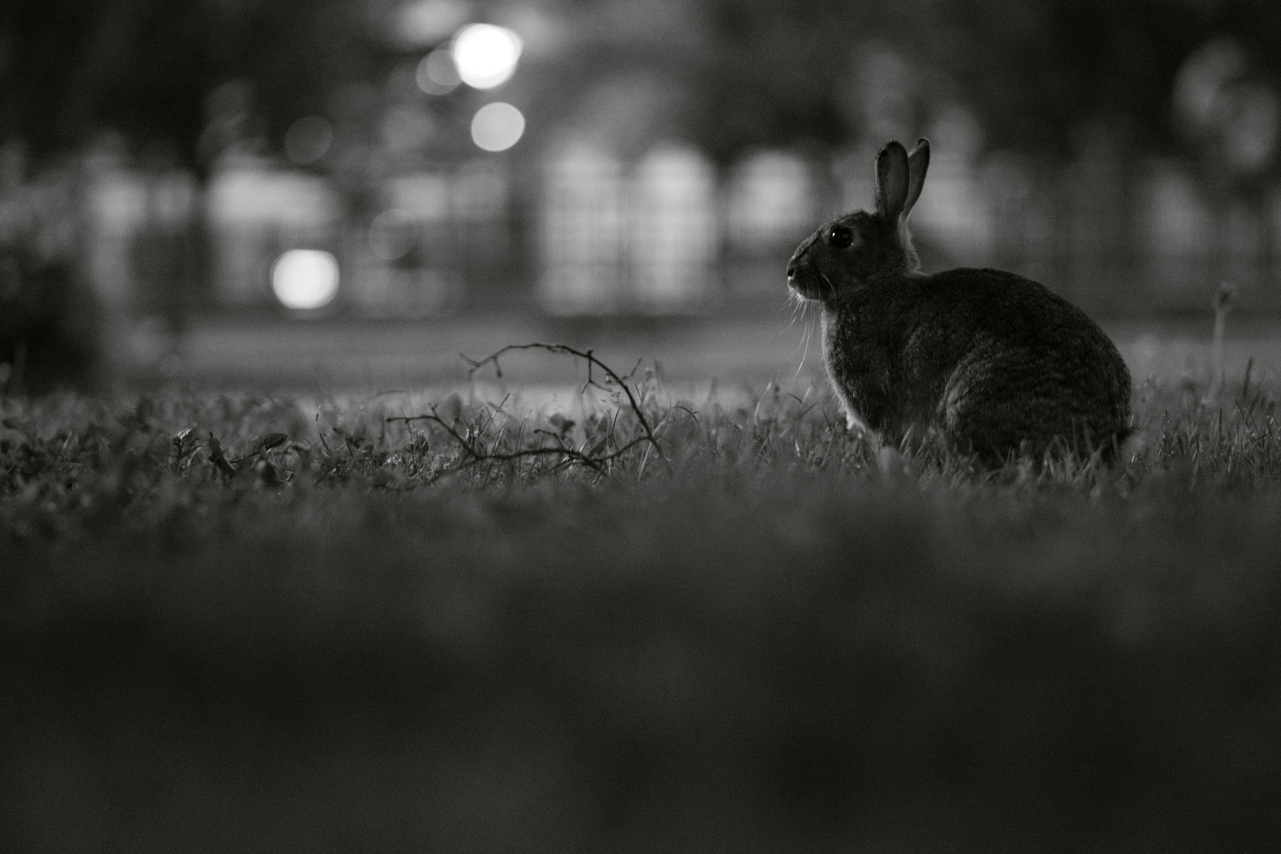 ночной кролик кролик заяц