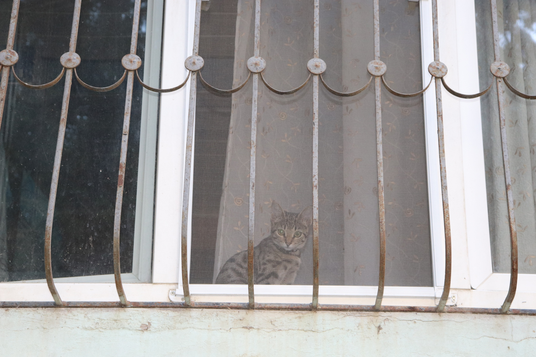 Котенок за окном 