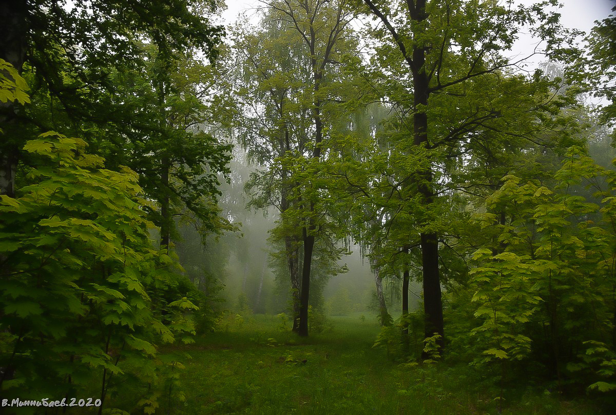 Утро в лесу пейзаж природа весна лес