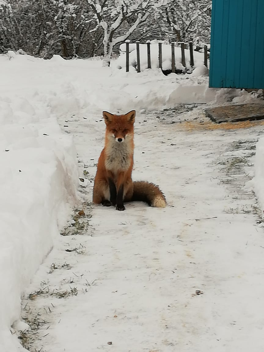 Лиса зима природа снег лиса лисица животное