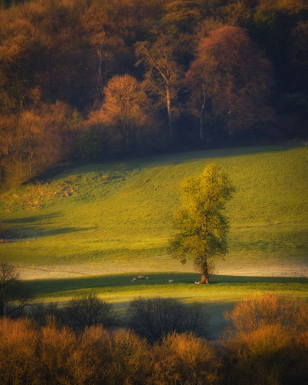 ...sunny morning... ireland landscape countryside nature outdoors rural sheep tree lonely meadows fields wood forest sunshine sunrise morning dawn scenic scenery picturesque awe spectacular europe
