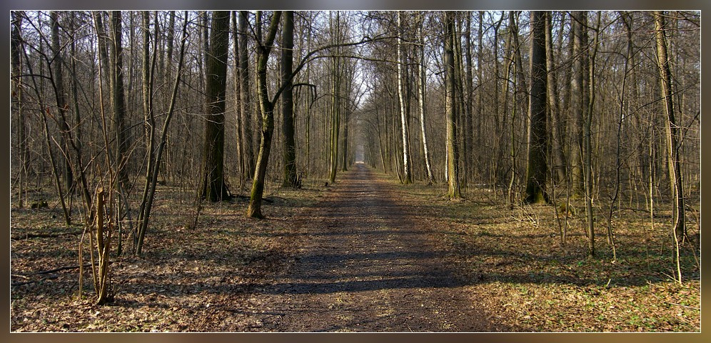 В весеннем лесу (3) 