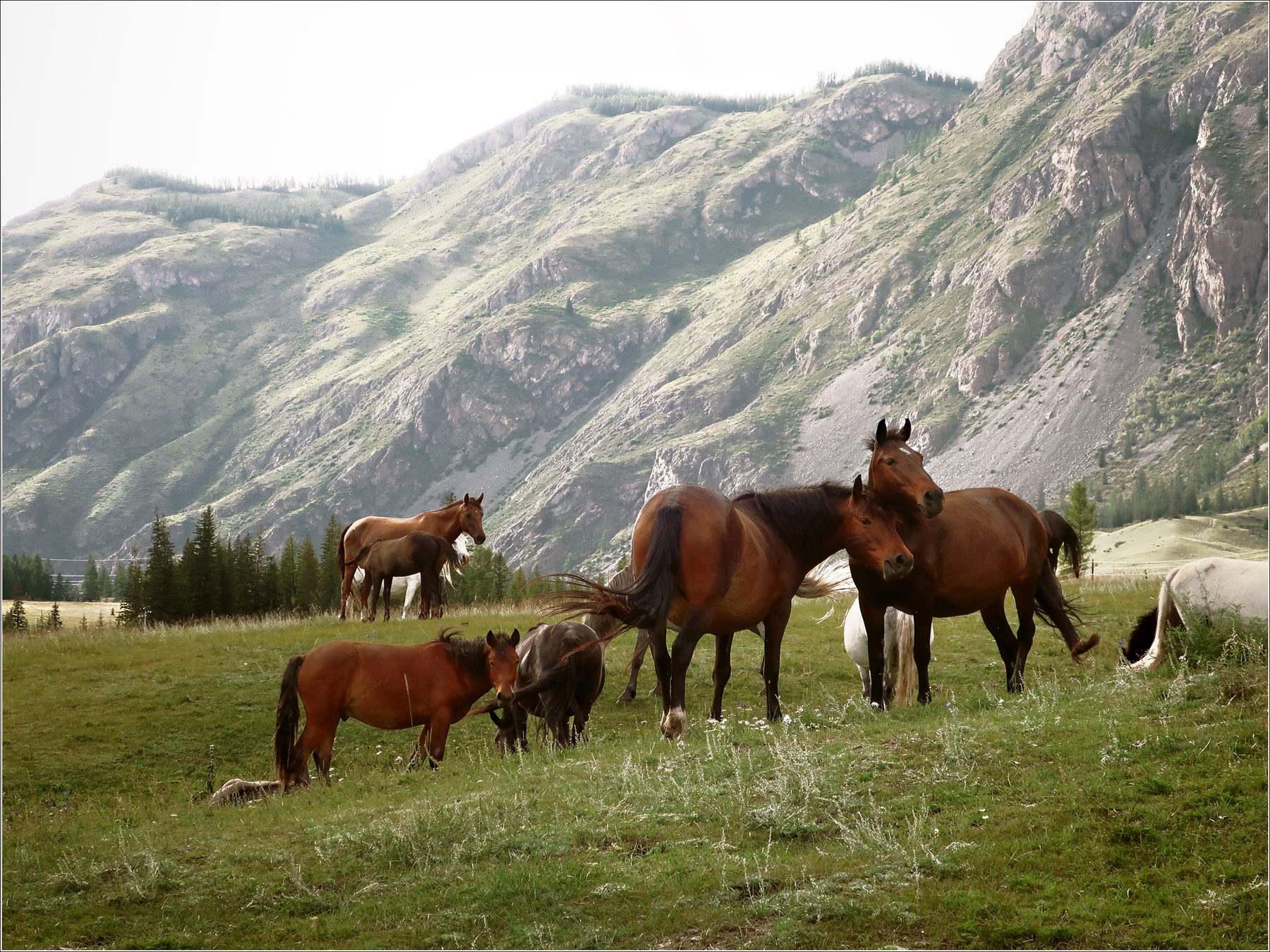 Из фотосериала "АЛТАЙ" фотография путешествия лошади пейзаж лето Алтай горы Азия Фото.Сайт Светлана Мамакина