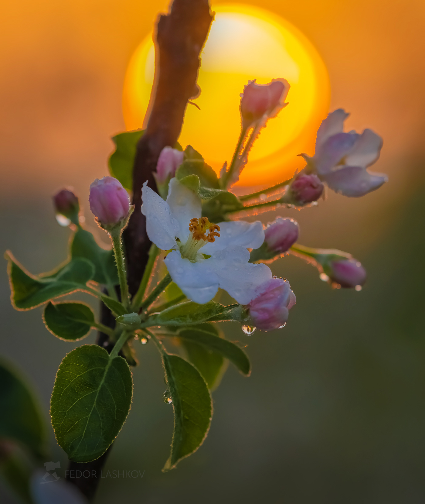 Пробуждение весны Лебедянский район Липецкая область сад цветение фруктовый рассвет солнце макро яблони яблоня цветок садовое сельское хозяйство