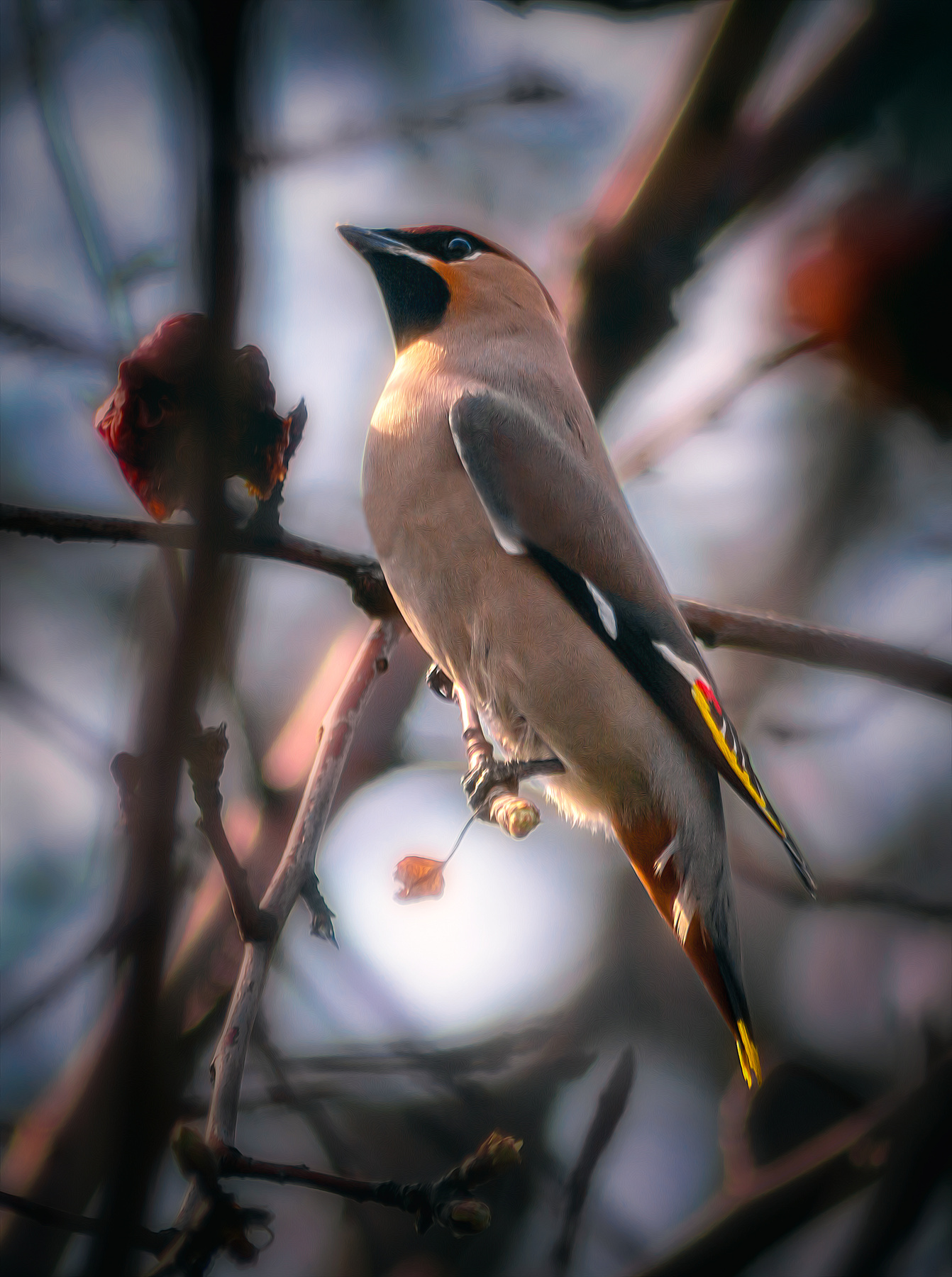 Свиристель. фото птицы природа солнце свет цвет глаза взгляд весна фон боке