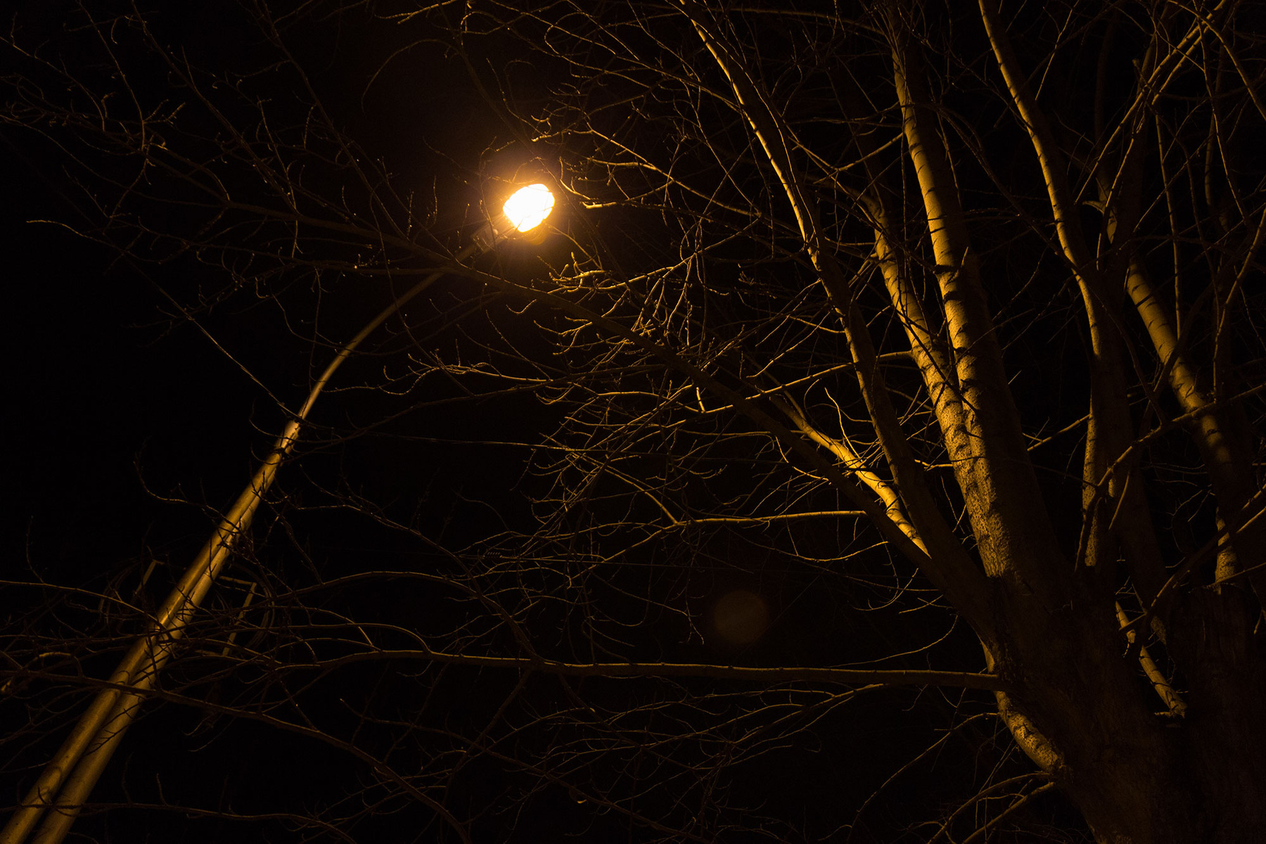Диалог фонарь и дерево ночь улица фонарь деревья красиво метафизика настроение тюмень