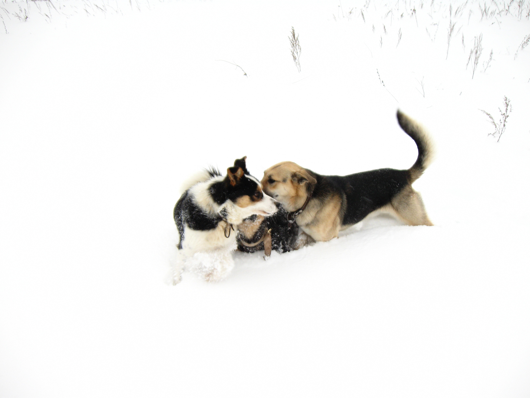 Совещание собака зима прогулка