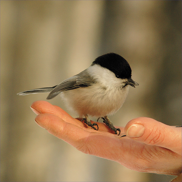 Синица-гаичка синица-гаичка parus montanus Красноярск 2008 Столбы