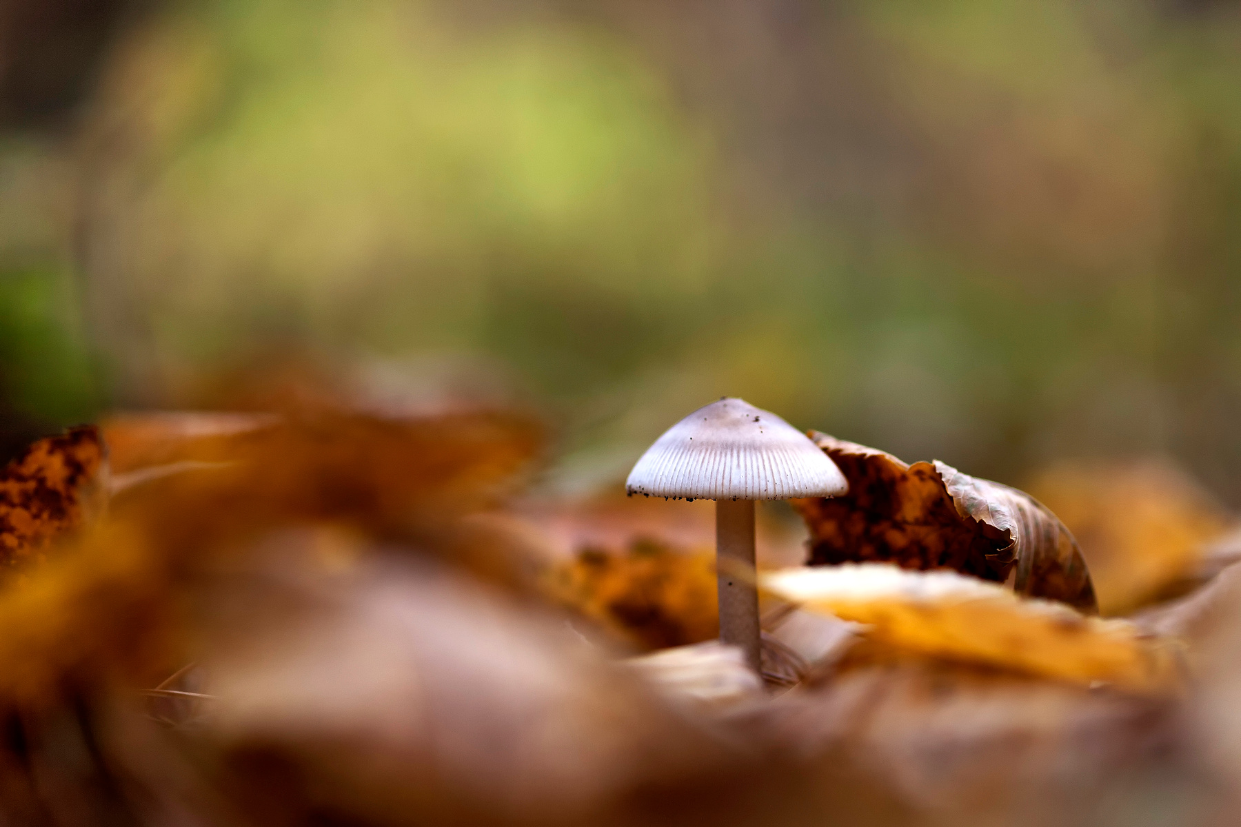 *** Осень гриб листва бокэ