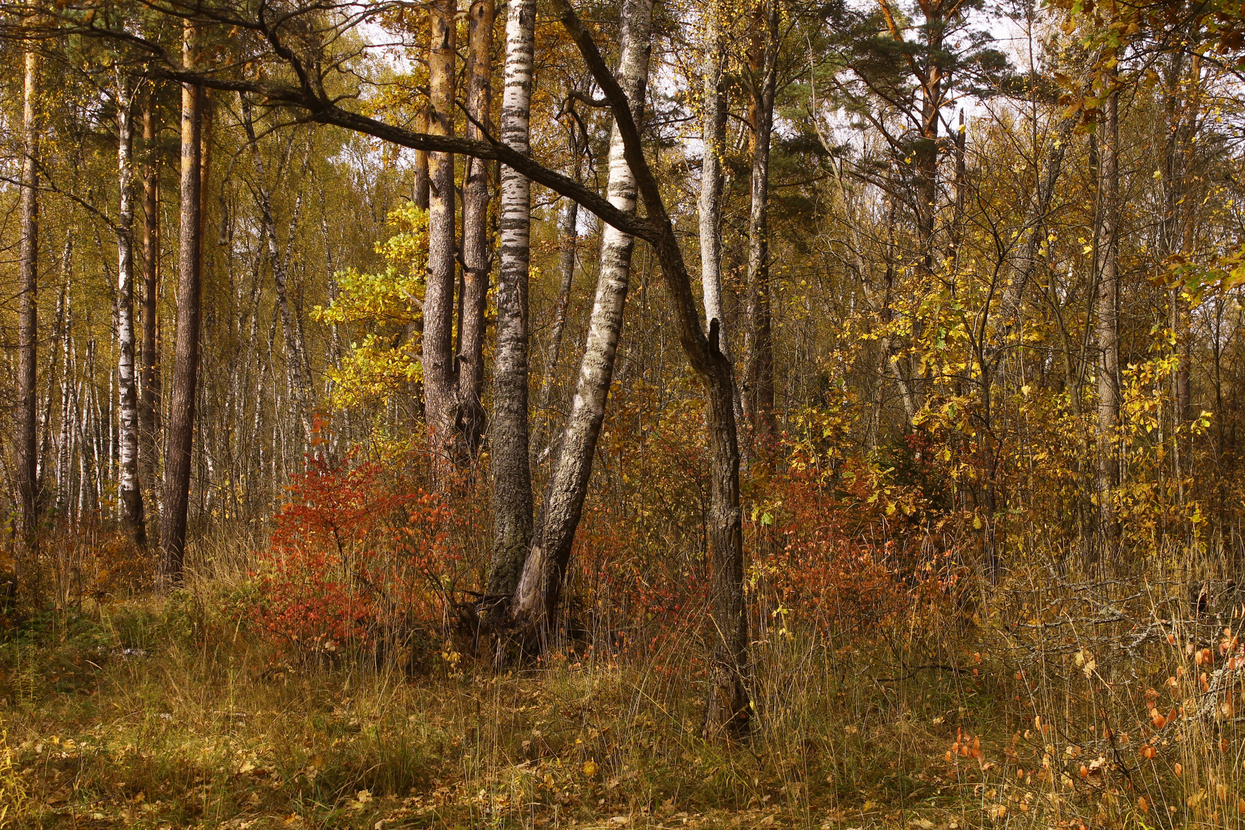 Осенний пейзаж в окрестностях платформы "Троицкая"(Рижское направление) Подмосковье Осень