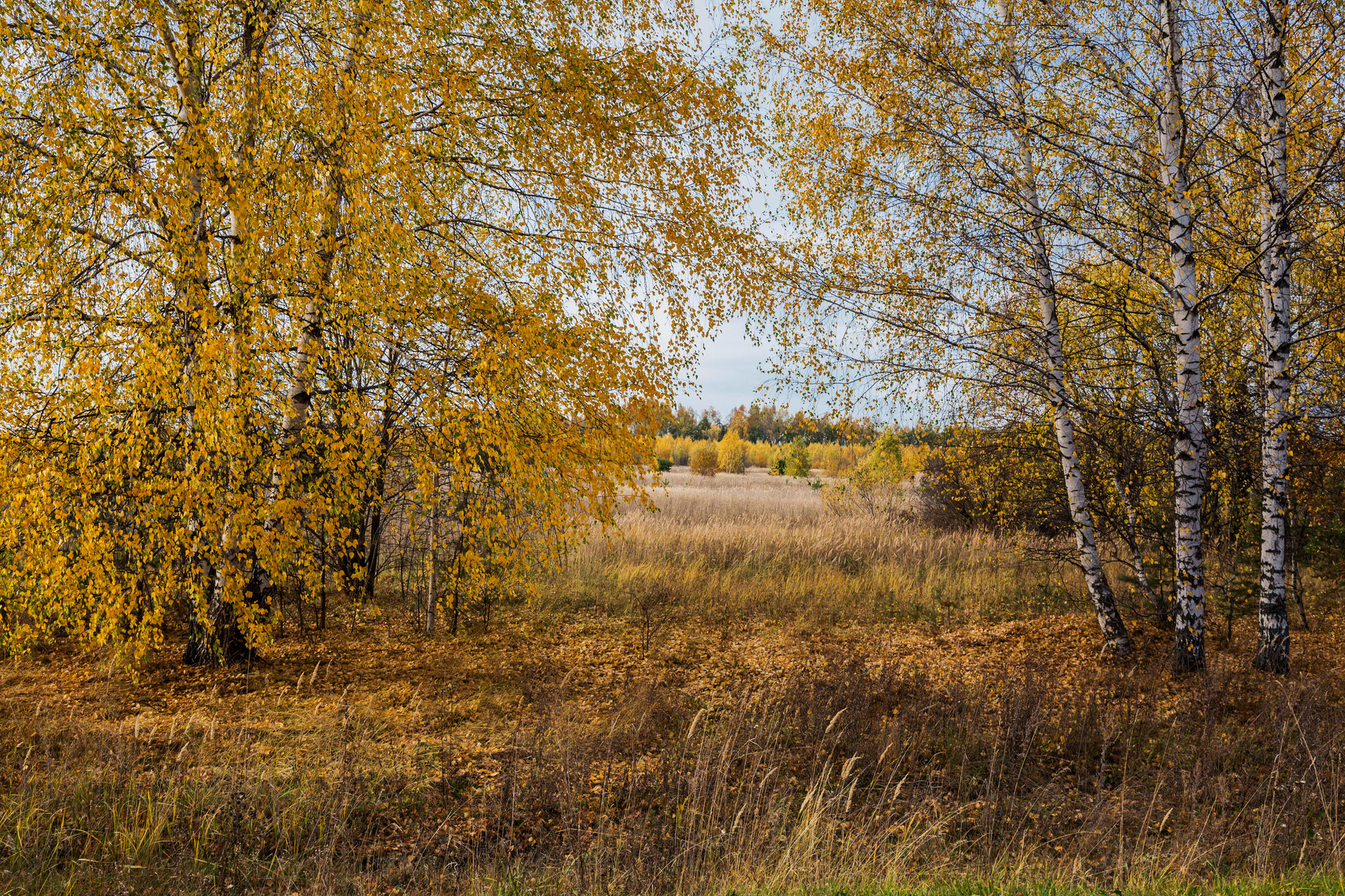 Золотая осень природа пейзаж осень березы татарстан каймары