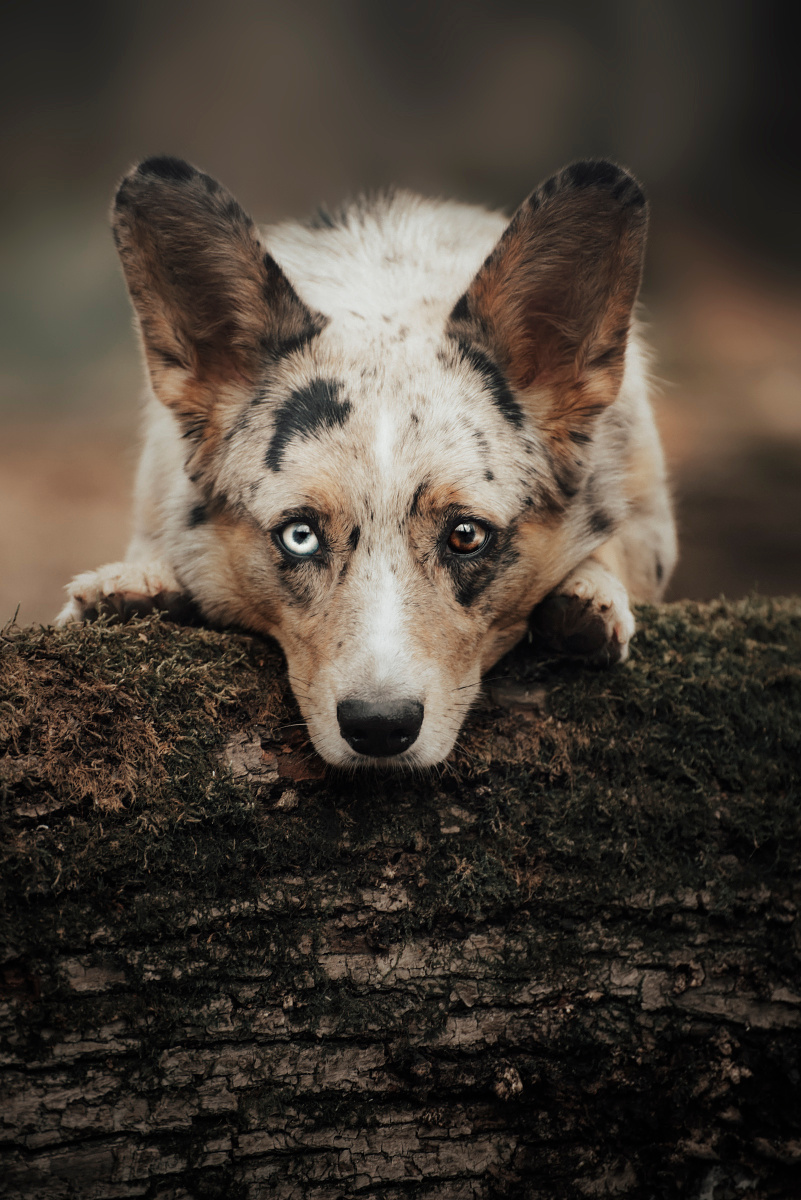 Сосредоточенность корги собака лес весна деревья