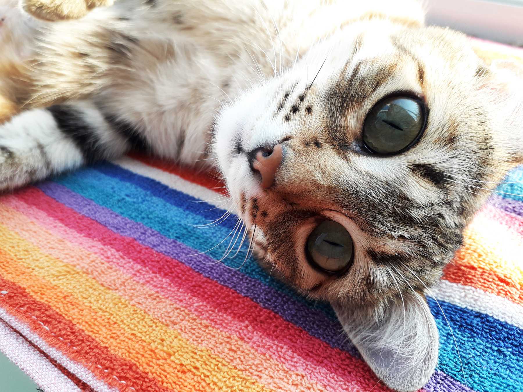 Глаза  цвета  крыжовника кошки