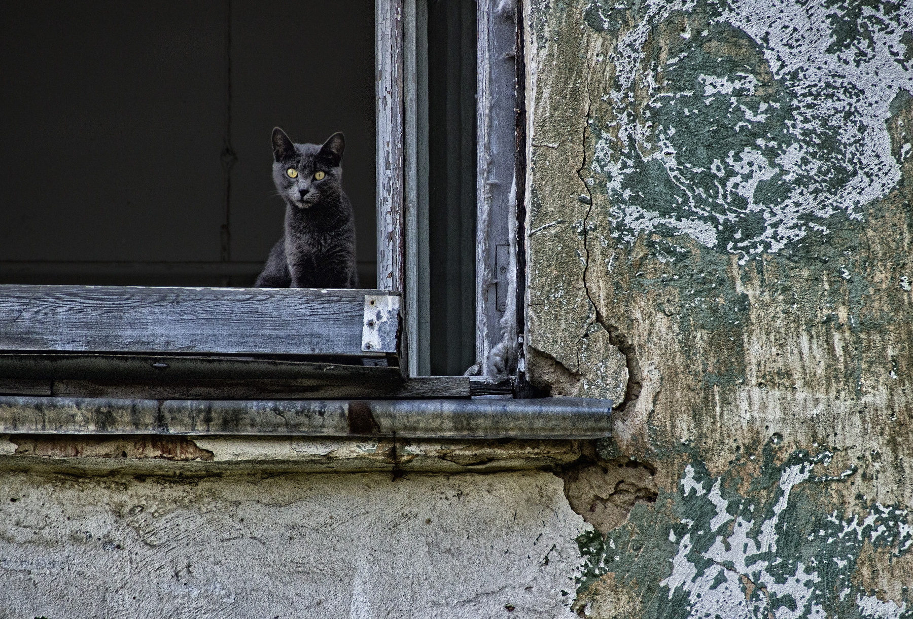 углы россия урал лето город уличное фото природа животные кошки окна архитектура стена