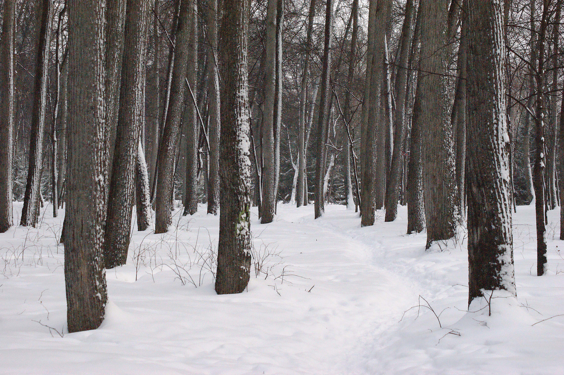 Лесная прогулка зима снег лес тропинка деревья