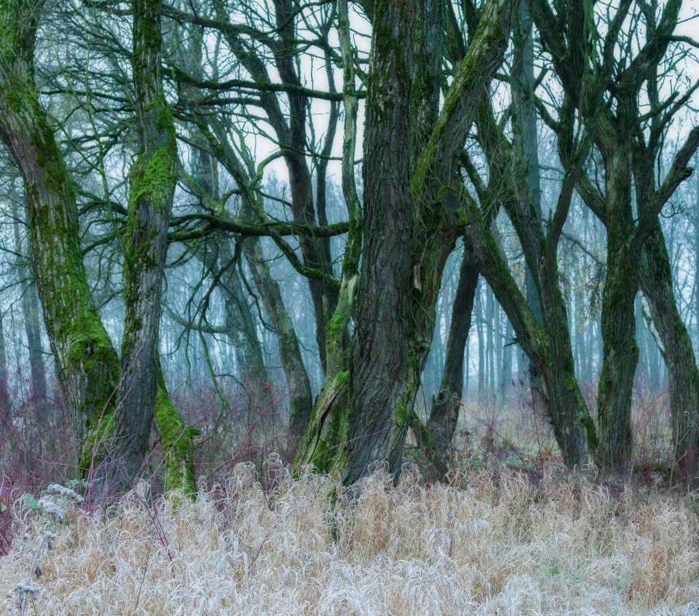 Рук переплетенье петербург осень невский лесопарк туман утро дерево