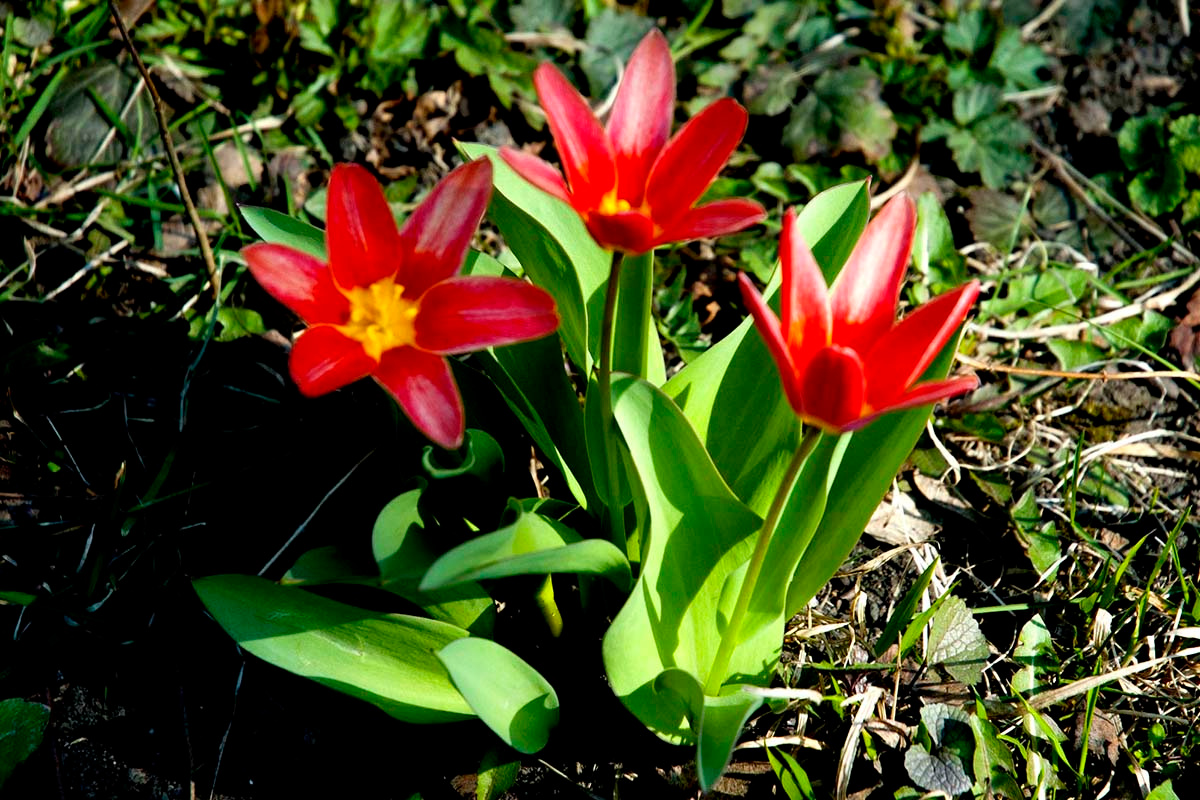Тюльпан. цветы весна