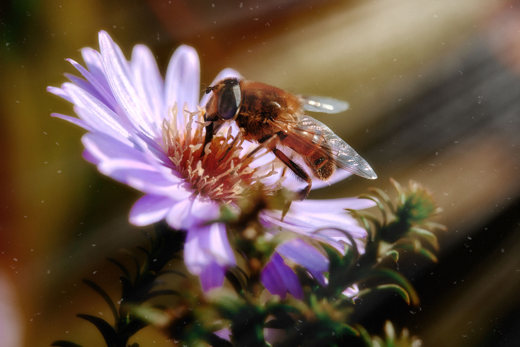 Bee пчела цветок макро