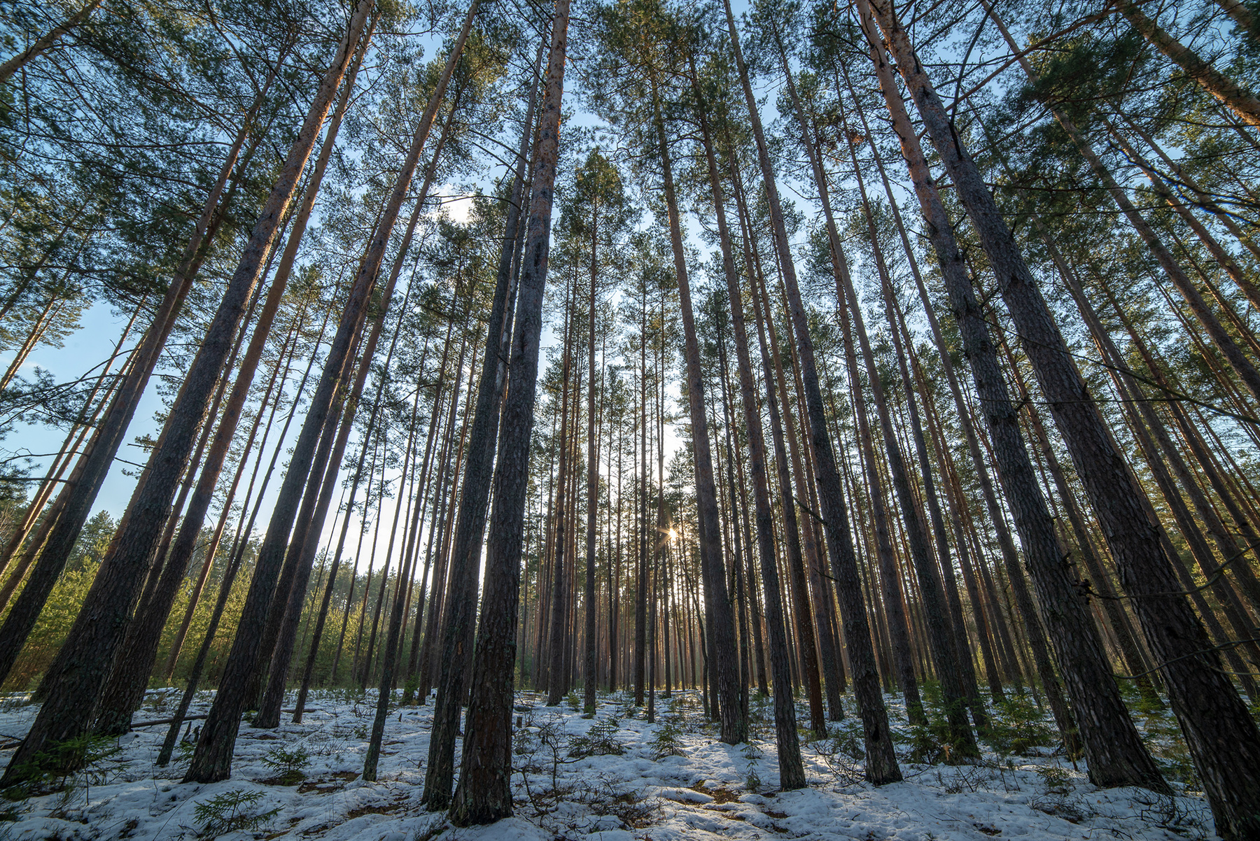 Зимний лес 