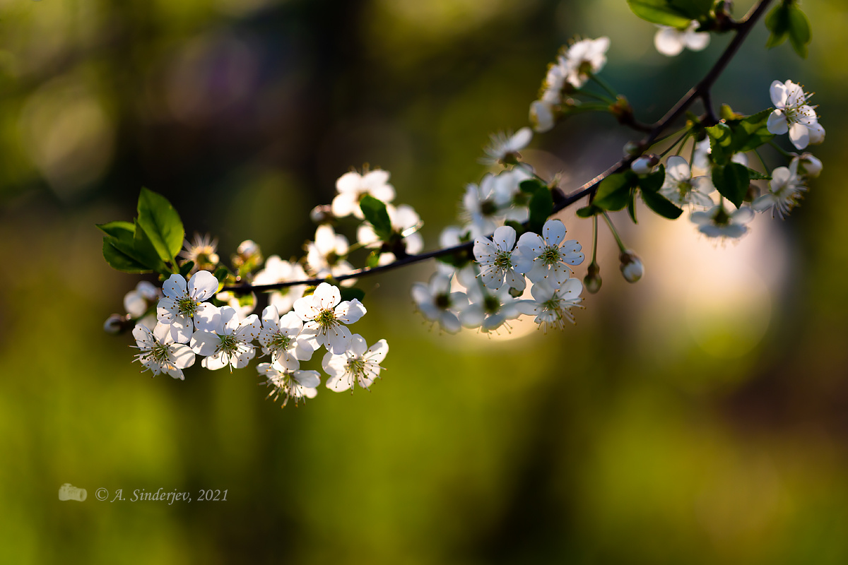 Цветущая ветка весна цветение ветка вишни