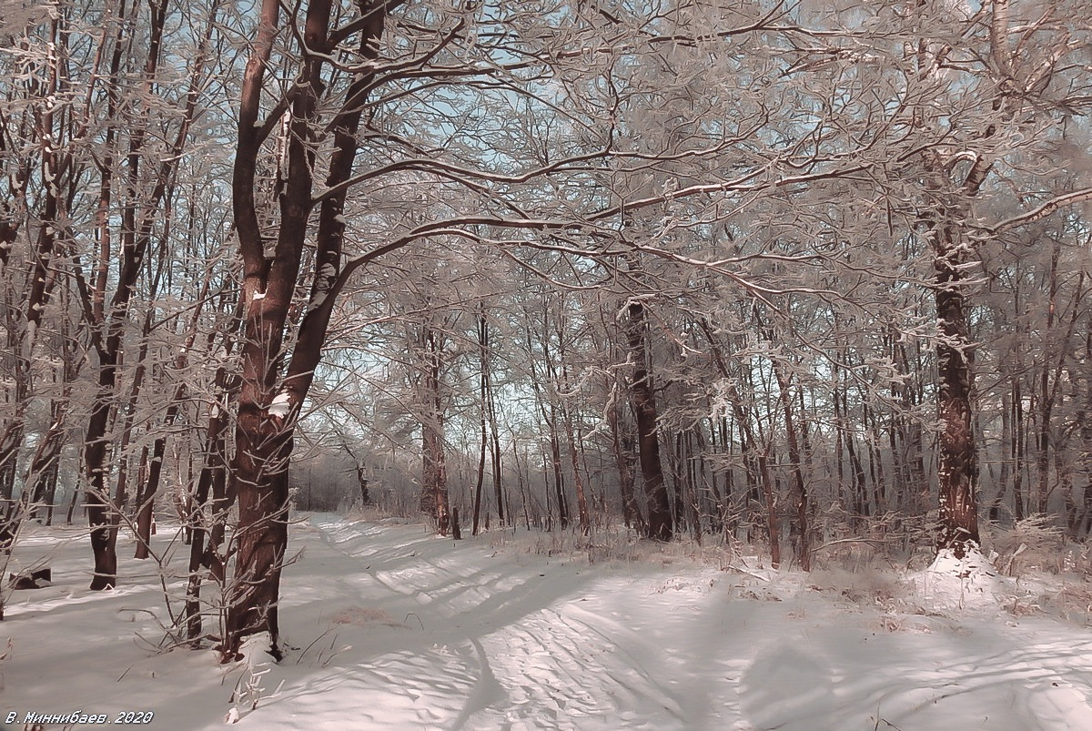 Хрустальный лес пейзаж природа зима лес