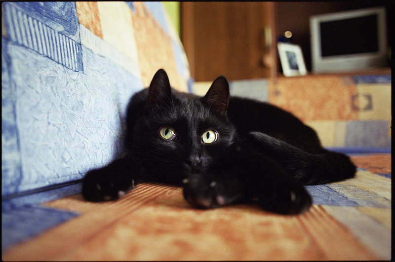 праздничное чорный пречорный кот