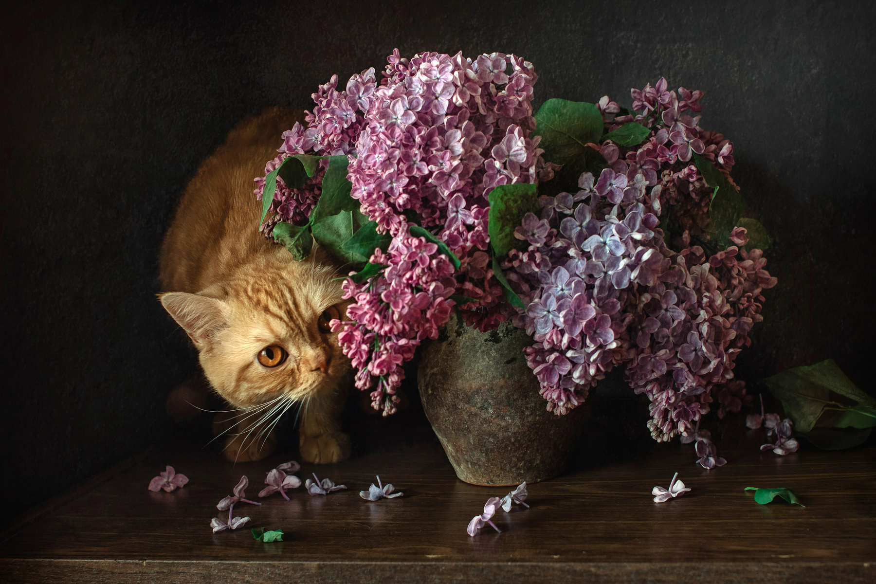Рыжий в сирени животные натюрморт кот цветы сирень