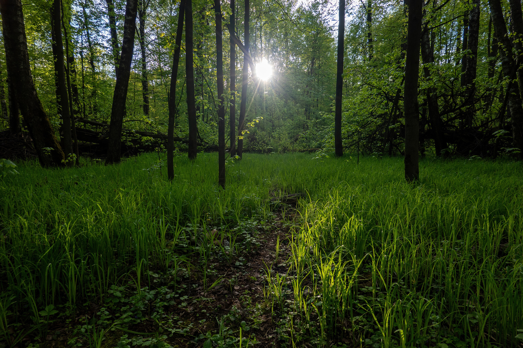 Весенний лес антонмазаев antonmazaev лес зелень москва лосиныйостров солнце вечер весна деревья пейзаж природа