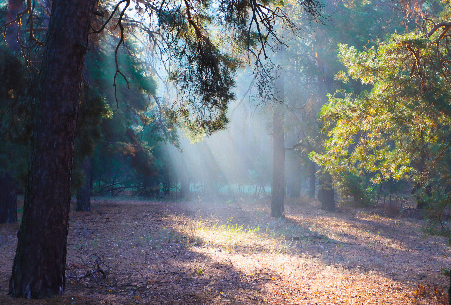 Лучи солнца в лесу Солнечная поляна утро в лесу лес роса туман восход солнечный луч зорька заря прогулка