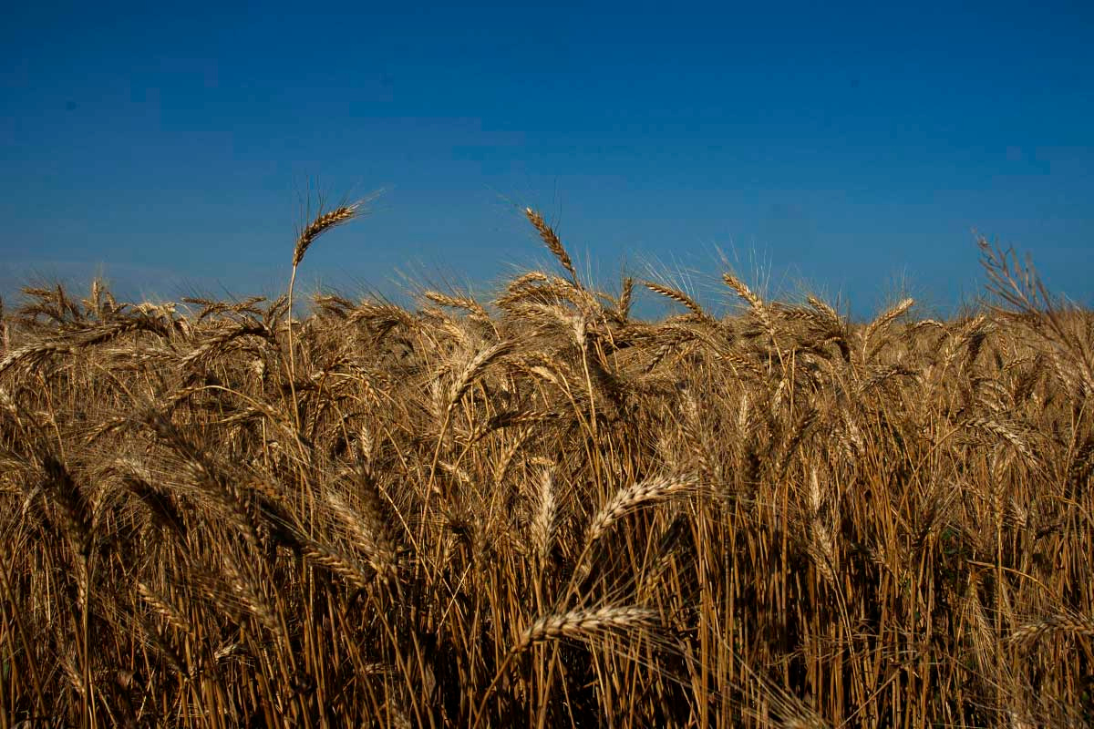 Нива. поле небо пшеница