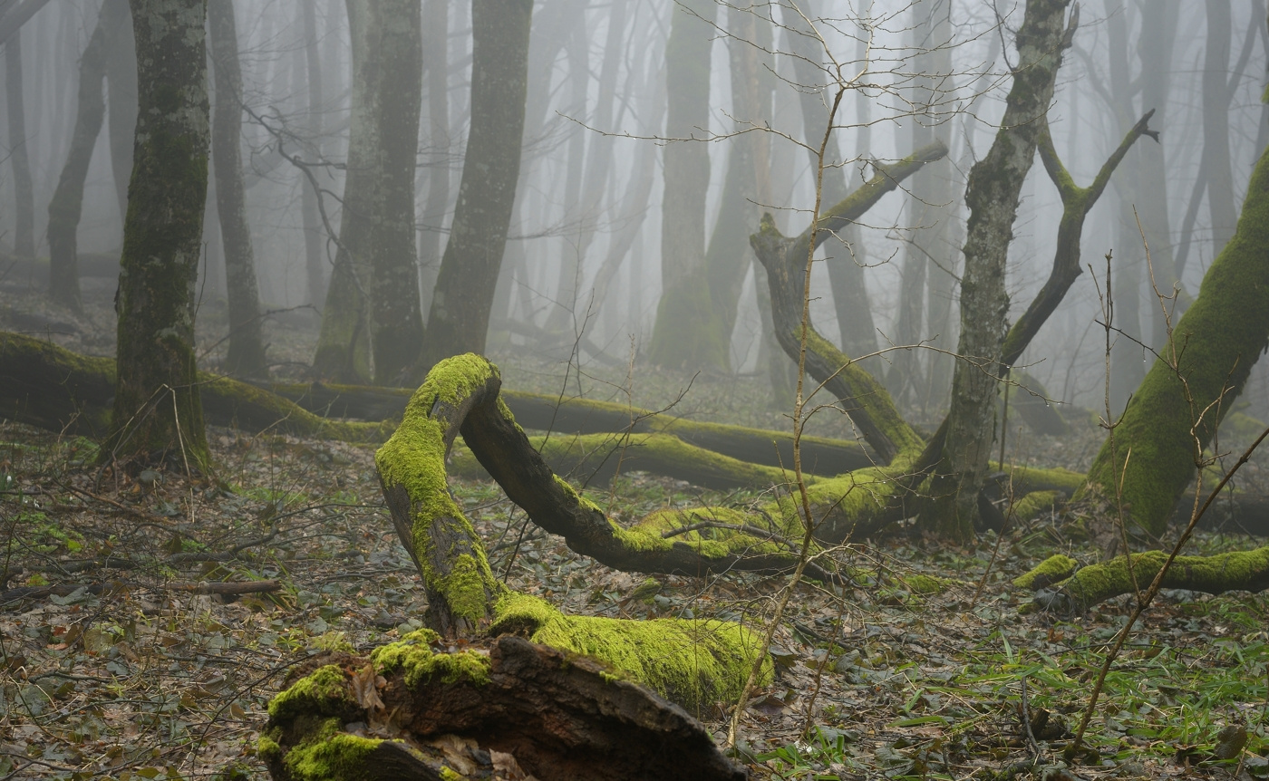 Туманный рассвет весна лес деревья рассвет туман