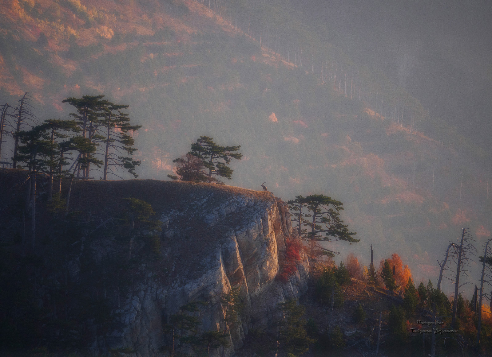 Пейзаж с оленем Рассвет горы олень туман