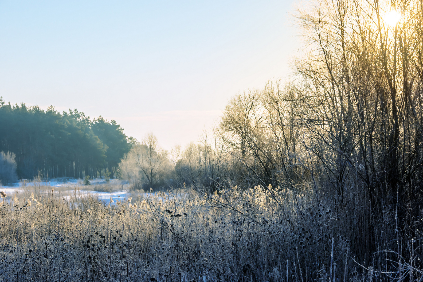 Утреннее серебро пейзаж природа зима утро снег лес сосна луг солнце Усманка Сомово