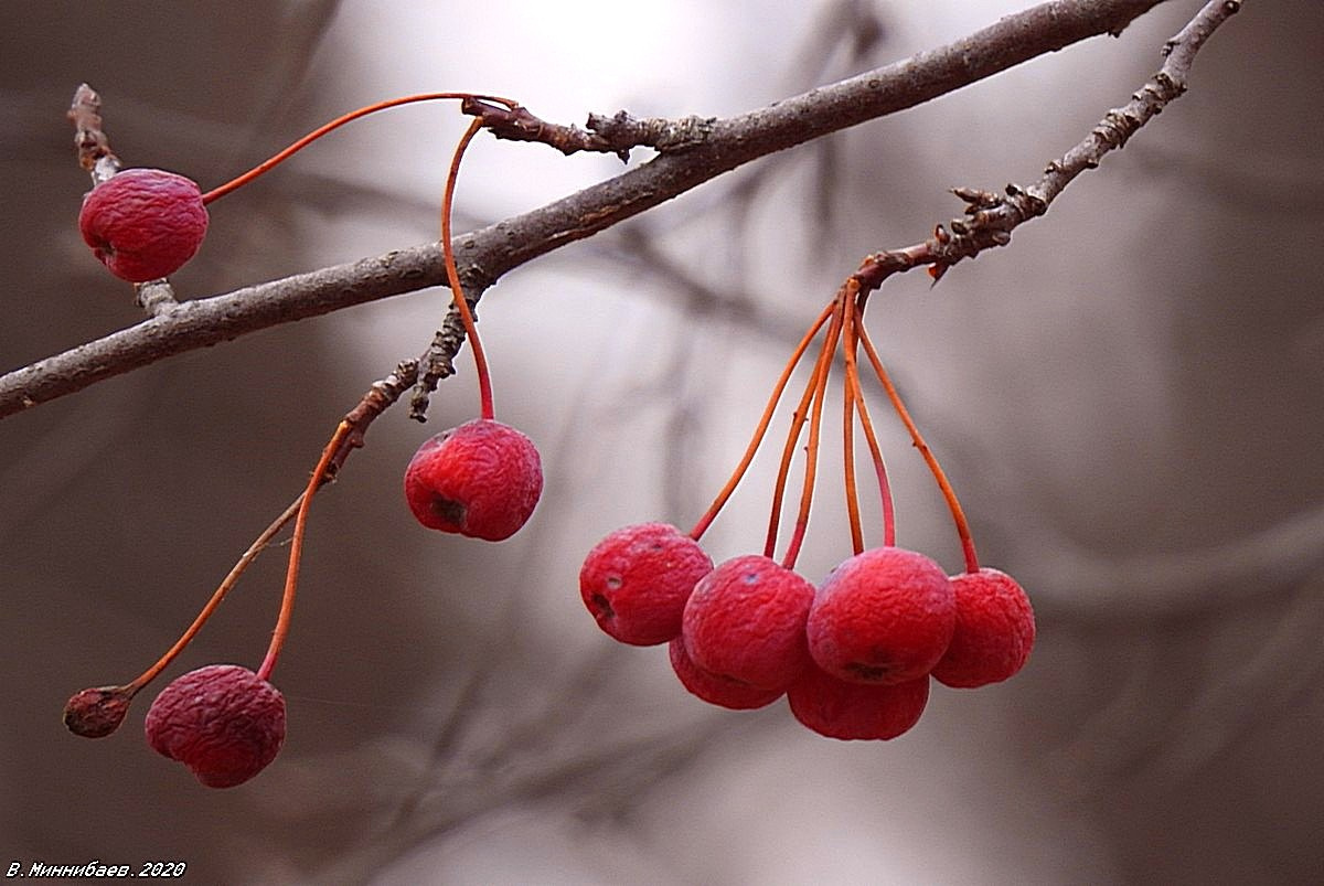 Осенняя рябина природа осень лес рябина.ягоды