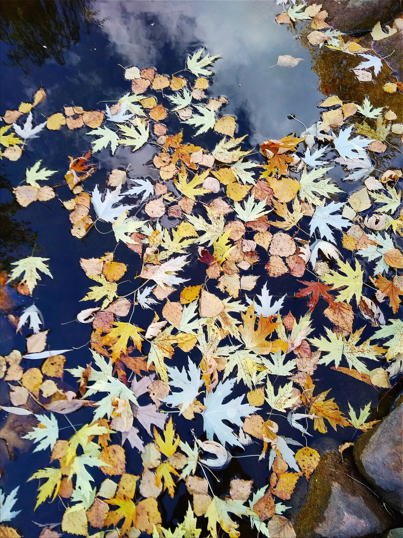 Осенний пруд осень пруд листва