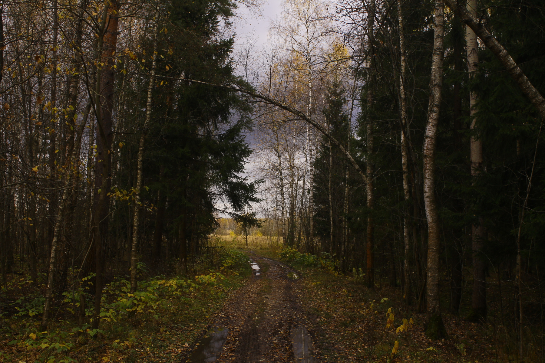 Осенний лес в окрестностях платформы "43 км"(Горьковское направление) Подмосковье Осень
