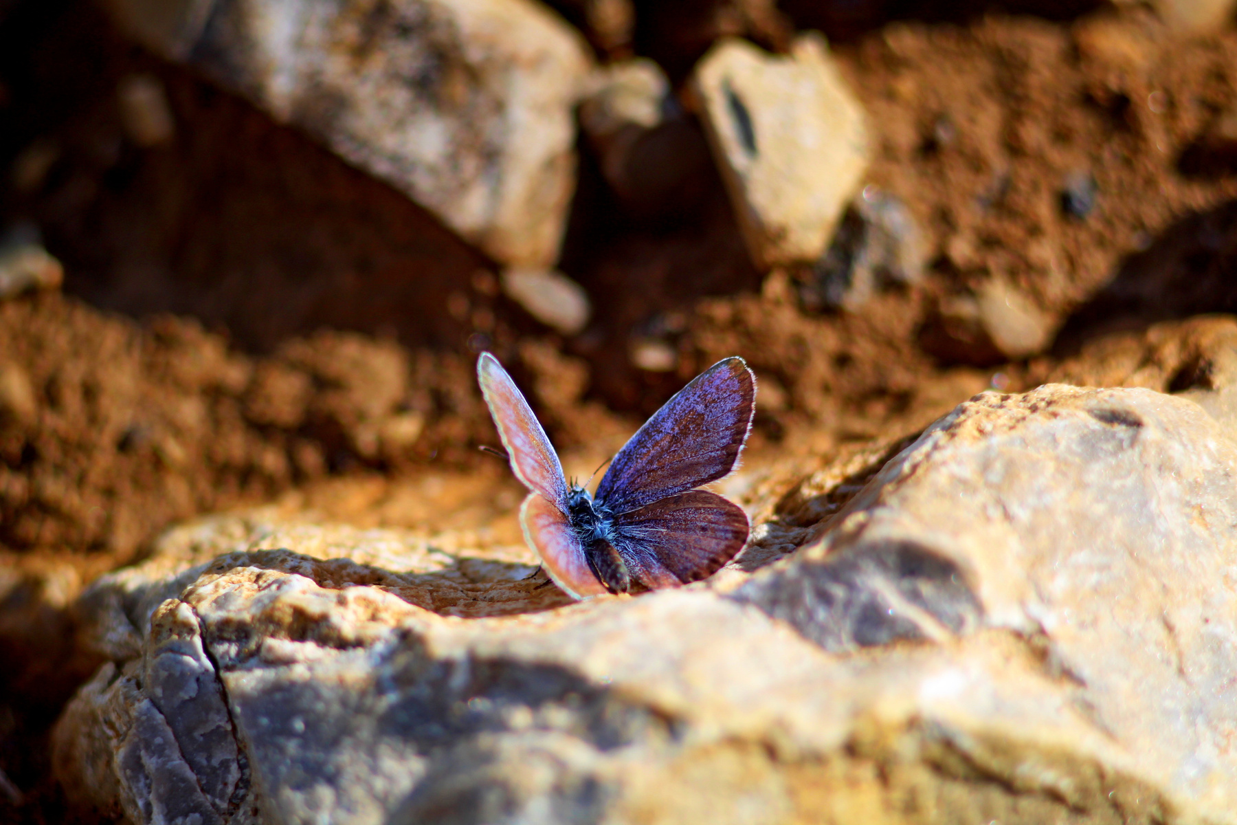Красивая бабочка на скале природа лето насекомые жара красота бабочки