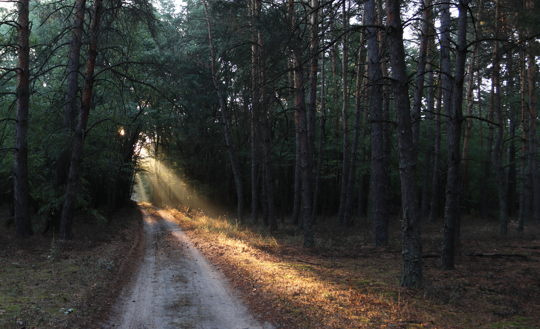 Навстречу солнцу Солнечные лучи восход лес лесная дорога деревья грибы грибники прогулка по